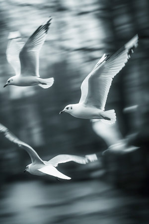 Three white seagulls flying in the sky. The birds are in the air and are flying in a lineの素材