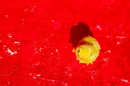 Cute little chick stands alone on a red background. Conceptual.