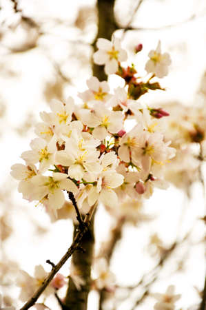 Paradise white apple flowers in Fulda, Hessen, Germany