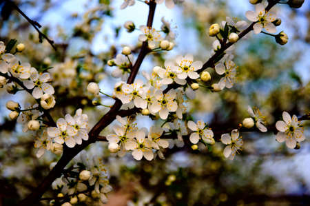 Blossoming apple tree with white flowers on blue sky background close-up, Sergiev Posad, Moscow...