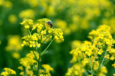 Colorful fresh yellow flowers of bittercress  Barbarea vulgaris  with a bee close-up, Sergiev Posad, Moscow region, Russiaの写真素材
