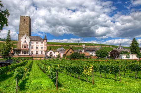 Vineyard near fortress Boosenburg, Ruedelsheim, Hessen, Germanyのeditorial素材
