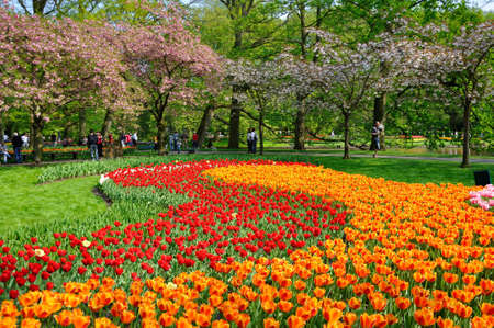  Red and orange tulips in Keukenhof park in Hollandのeditorial素材