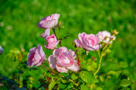 Beautiful fresh light pink roses in macroの写真素材