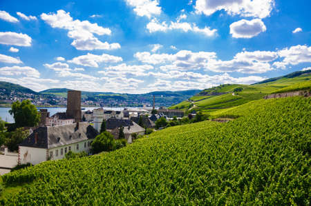 Green fresh vineyard near Ruedesheim in Rheinland-Pfalz, Germany.の写真素材