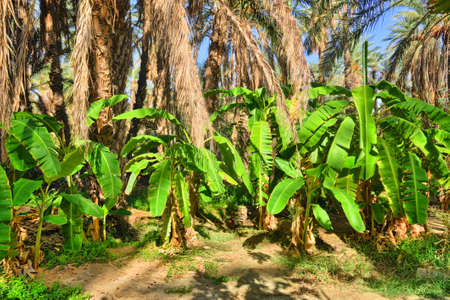Banana Palms in jungles in Tamerza oasis, Sahara Desert, Africa, Tunisia, HDRの写真素材