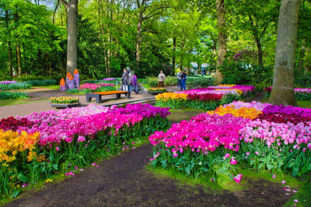 KEUKENHOF HOLLAND - MAI 2014: Colorful pink, red and yellow tulips on Mai 2, 2014 in Keukenhof, Netherlands.のeditorial素材