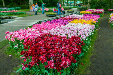 KEUKENHOF HOLLAND - MAI 2014: Colorful pink, red and yellow tulips on Mai 2, 2014 in Keukenhof, Netherlands.のeditorial素材