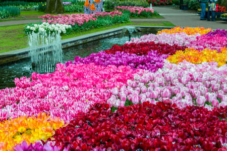 Colorful tulips in Keukenhof Park, Lisse in Holland.の写真素材