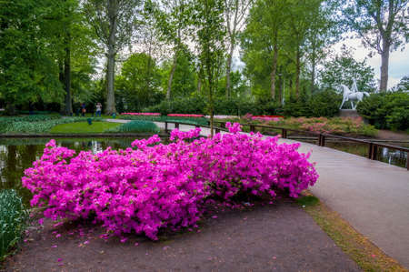Beautiful pink azalea flowers near the lake, Keukenhof Park, Lisse in Holland.の写真素材