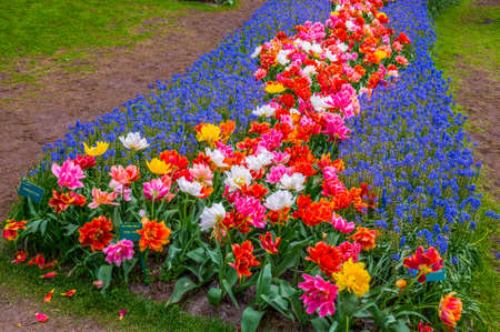 Colorful flowers paths in Keukenhof Park, Lisse in Holland.の写真素材