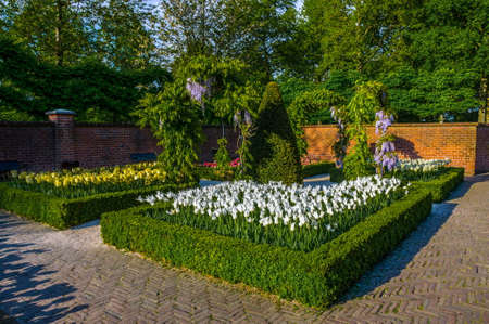 White tulips with bushes, trees and brick walls, Keukenhof Park, Lisse in Holland.の写真素材