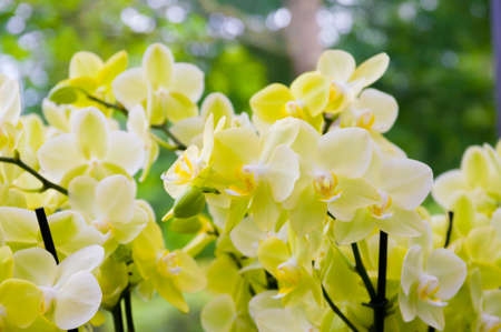 Beautiful white yellow blooming orchid flowers in macro.の写真素材