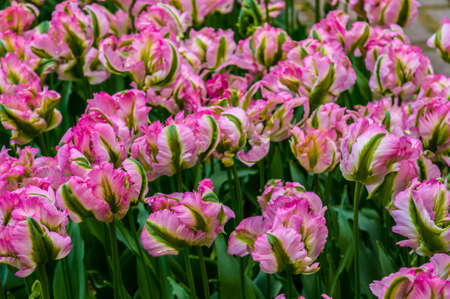 Pink double tulips in macro, Keukenhof Park, Lisse in Holland.の写真素材
