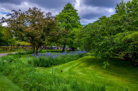 Green meadow with trees and blue flowers, Keukenhof Park, Lisse in Holland.の写真素材