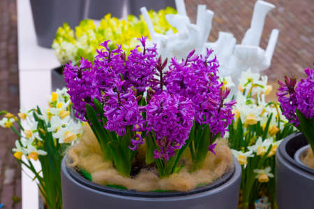 Purple fresh violet and yellow hyacinth flowers.の写真素材