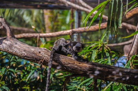Titi, tamarin monkey in Loro Parque, Tenerife, Canary Islandsの写真素材