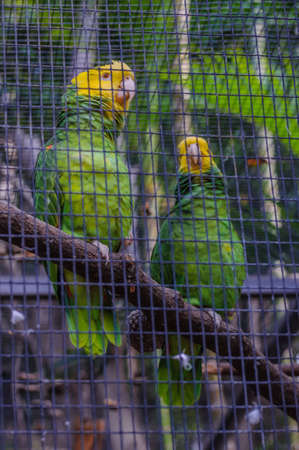 Yellow Crowned Green Amazon Parrot in Puerto de la Cruz, Santa Cruz de Tenerife,Tenerife, Canarian Islands.の写真素材
