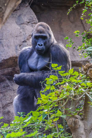 Portrait of a western lowland gorilla in Loro Parque, Tenerife, Canary Islands.の写真素材