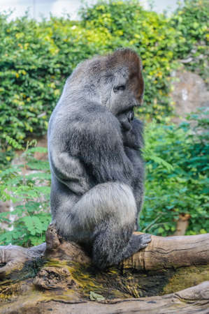 Portrait of a western lowland gorilla in Loro Parque, Tenerife, Canary Islands.の写真素材