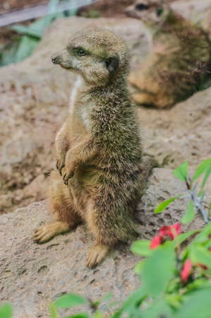 Suricate in Loro Parque, Tenerife, Canary Islandsの写真素材