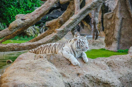 Bengal white tiger in Loro Parque, Tenerife, Canary Islandsの写真素材