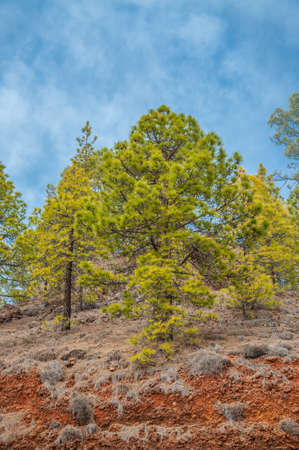 Canarian pines, pinus canariensis in the  Forestal Nature Park, Tenerife, Canary Islandsの写真素材