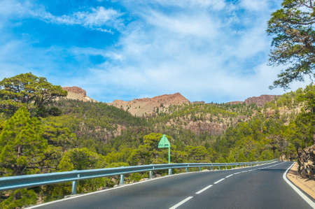 Road along the canarian pines in the Forestal Nature Park, Tenerife, Canary Islands.の写真素材
