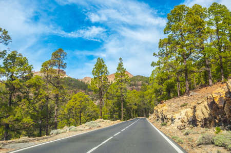 Road along the canarian pines in the Forestal Nature Park, Tenerife, Canary Islands.の写真素材
