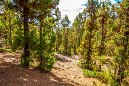 Canarian pines, pinus canariensis in the Forestal Nature Park, Tenerife, Canary Islandsの写真素材