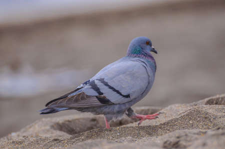 Gray dove walking on the beach near the sea.の写真素材