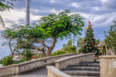 Tree and christmas tree in Tenerife, Spain.の写真素材