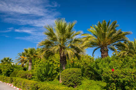 Date palms with a blue clear sky in Hammamet Tunisia.の写真素材