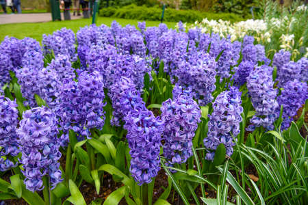 Fresh early spring hyacinth bulbs, grown in Land garden , gladiolus and hyacinth. Flowerbed with hyacinths in Keukenhof park, Lisse, Holland, Netherlands.の写真素材