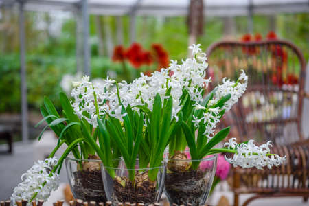 Fresh early spring white hyacinth bulbs. Flowerbed with hyacinths in Keukenhof park, Lisse, Holland, Netherlands.の写真素材