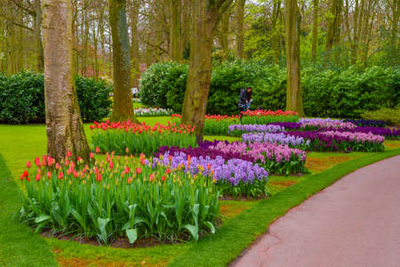Fresh early spring pink, purple, white hyacinth bulbs. Flowerbed with hyacinths in Keukenhof park, Lisse, Holland, Netherlands.の写真素材