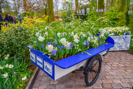 Cart with white daffodils in Keukenhof park, Lisse, Holland, Netherlandsの写真素材