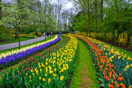 Tuilps and other flowers in Keukenhof park, Lisse, Holland, Netherlandsの写真素材