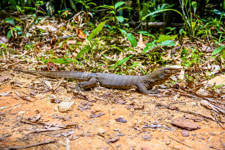 Varan lizard, Khlong Phanom National Park, Kapong, Phang-nga Thailandの写真素材