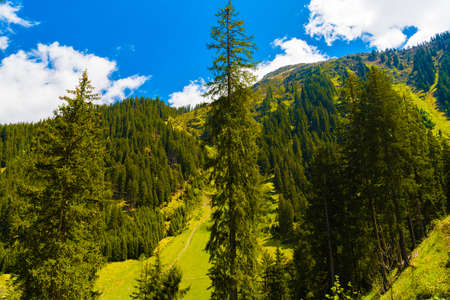 Forest in Alps mountains, Klosters-Serneus, Davos,  Graubuenden Switzerlandの写真素材