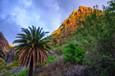 Palms near Masca village with mountains, Tenerife, Canarian Islandsの写真素材