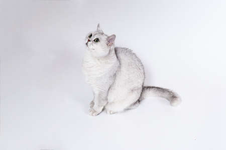 British Lorthair smoky cat isolated on white is waiting.の写真素材
