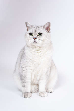 British Lorthair smoky cat isolated on white is waiting.の写真素材