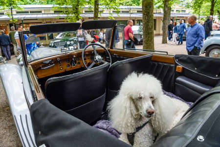 BADEN BADEN, GERMANY - JULY 2019: white poodle in BENTLEY SPEED SIX cabrio roadster 1926, oldtimer meeting in Kurpark.のeditorial素材
