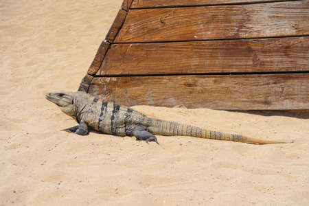 Iguana lizard on a sandy beach near Cancun, Mexico.の写真素材