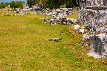 Iguana lizard in ancient ruins of Maya in El Rey Archaeological Zone near Cancun, Yukatan, Mexico.の写真素材