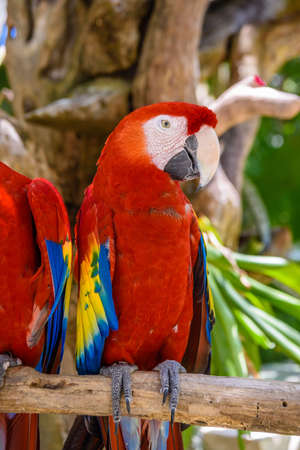 2 scarlet macaws Ara macao , red, yellow, and blue parrots sitting on the brach in tropical forest,...
