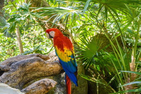 scarlet macaw Ara macao , red, yellow, and blue parrot sitting on the brach in tropical forest,...