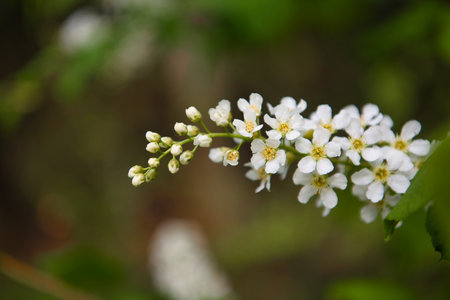 Blooming bird cherry blossoms in the park in the spring illuminated by the sun