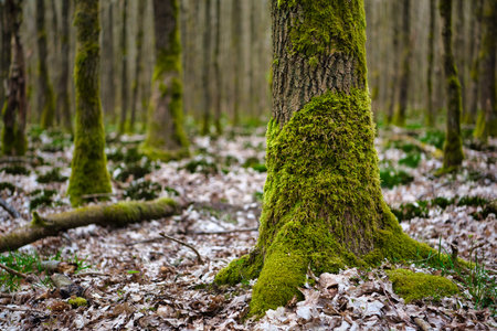 Trunks of a trees, overgrown with green moss on the north side, against the background of a forest with sparse trees, Hessen, Germanyの写真素材